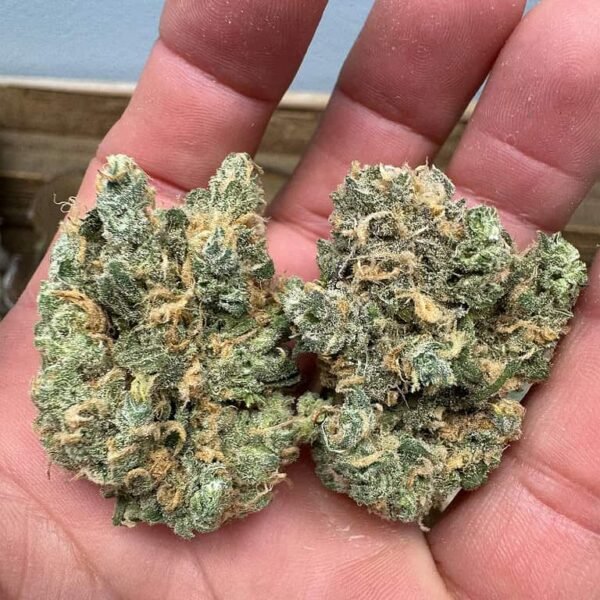 Blue Dream THCA Flower BULK - Image 3