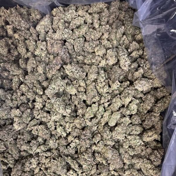 Gelato Punch THCA Flower BULK - Image 4