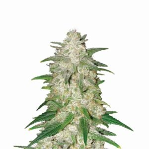 Gelato Auto Feminised Seeds - 5