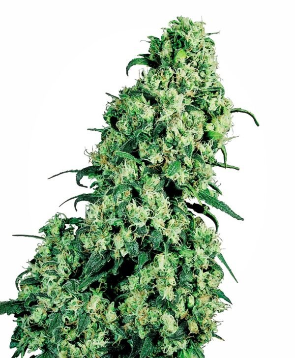 Skunk #1 Regular Seeds - 10