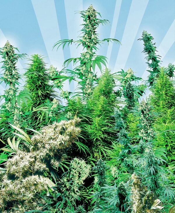 Outdoor Mix Regular Seeds - 25