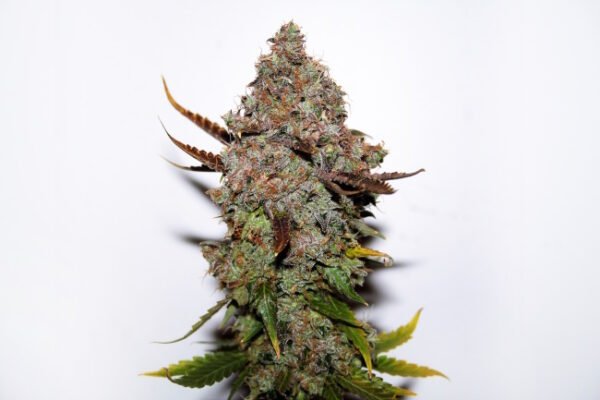 Skunk #1 Regular Seeds - Bulk x 100