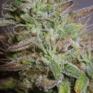 White Widow Regular Seeds - Bulk x 100