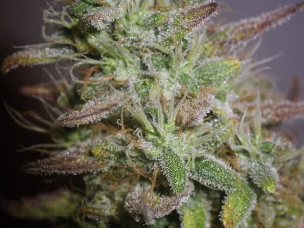 White Widow Regular Seeds - Bulk x 100