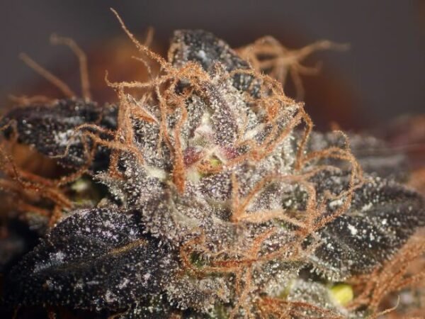Purple Bud Regular Seeds - Bulk x 100