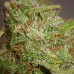 Strawberry Cough Feminized Seeds - Bulk x 100