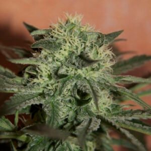 Lemon Skunk Auto Feminized Seeds - Bulk x 100