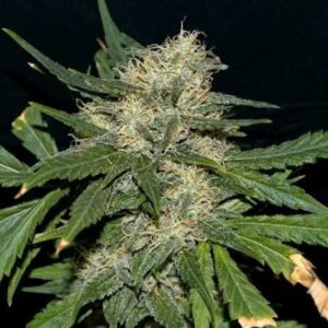 Northern Lights Feminized Seeds - Bulk x 100