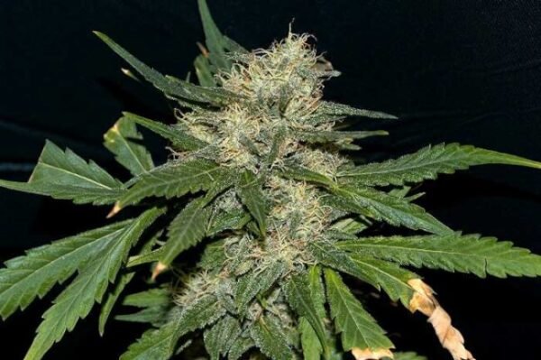 Northern Lights Feminized Seeds - Bulk x 100
