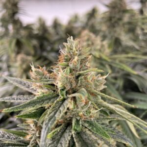 Diesel Feminized Seeds - Bulk x 100