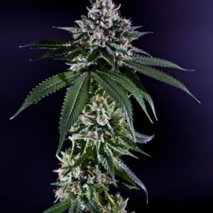 Ken's Kush Regular Seeds - 10