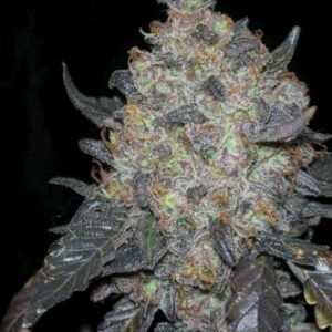 Black Water Feminised Seeds - 6