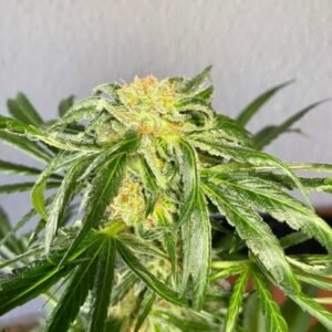 Jack Herer Feminized - Bulk x 100