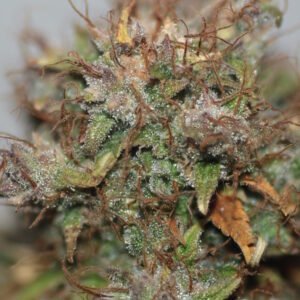 Cheese Auto Feminized Seeds - Bulk x 100