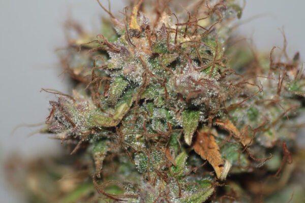 Cheese Auto Feminized Seeds - Bulk x 100