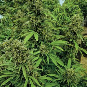 Chemdawg Feminized - Bulk x 100