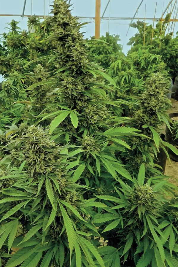 Chemdawg Feminized - Bulk x 100