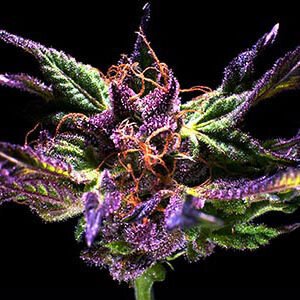Ken's Original GDP (Grand Daddy Purple) Feminised Seeds - 5