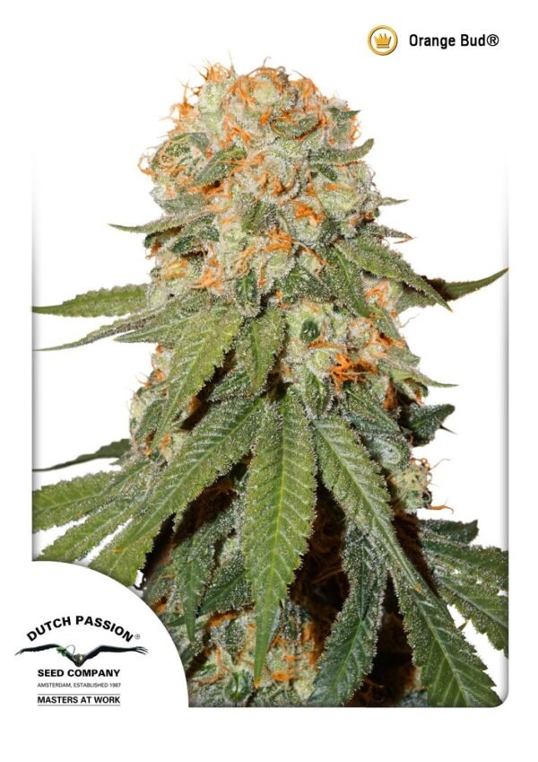 Orange Bud Regular Seeds - 10