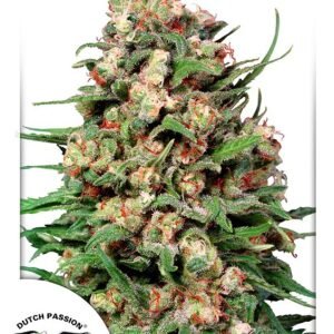 Skunk #1 Regular Seeds - 10