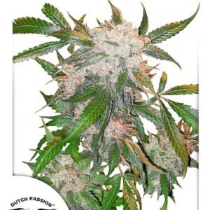 White Widow Regular Seeds - 10