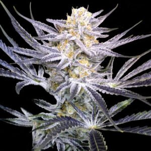 Strawberry Fields Regular Seeds (Crockett Family Farms) - 12