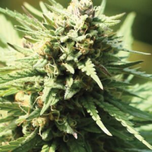 FREE Seed from Tiger-One - Humboldt Seed Co. Slightly Stoopid Fruits Fem.