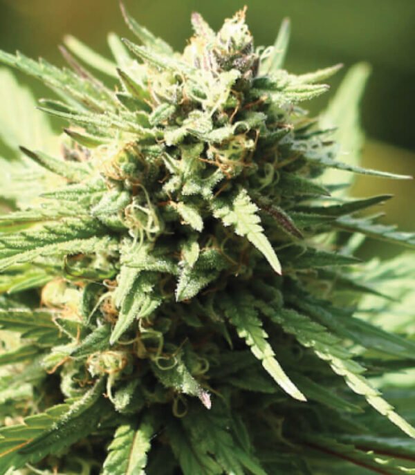 FREE Seed from Tiger-One - Humboldt Seed Co. Slightly Stoopid Fruits Fem.