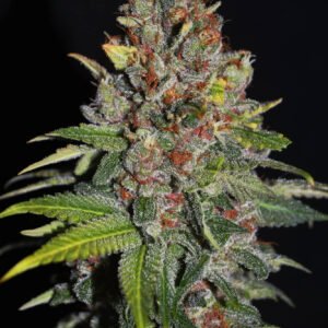 Tropical Punch Feminised Seeds - 5