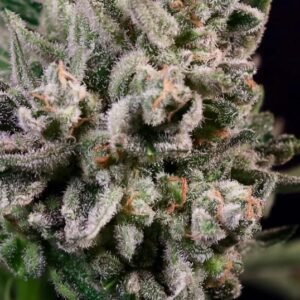 Peanut Butter Breath Fast Feminised Seeds - 5