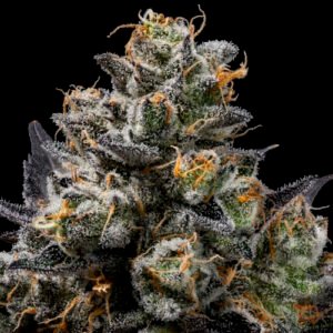 Purple Afghan Kush Regular Seeds - 11