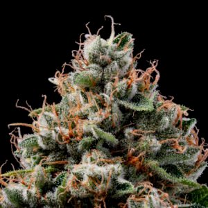 Sour Best Afghani Regular Seeds - 11