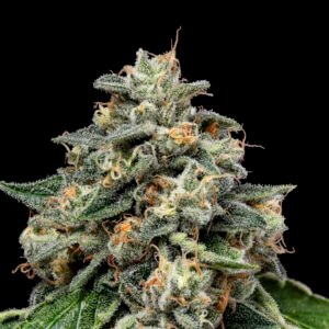 Kosher Afghan Kush Regular Seeds - 11