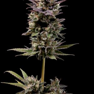 Chem D-Light Regular Seeds - 11