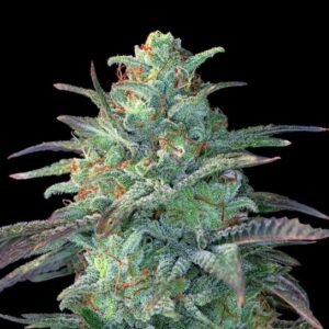 Eggnog OG Feminised Seeds - 5