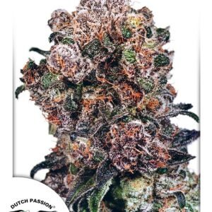 Blueberry Feminised Seeds - 5