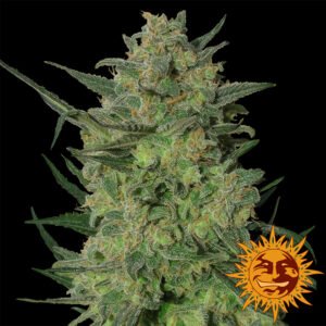 LSD Feminised Seeds - 10