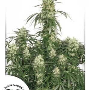 The Ultimate Feminised Seeds - 3