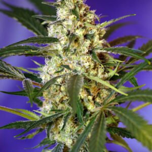 Fast Bud #2 Auto Feminised Seeds - 3