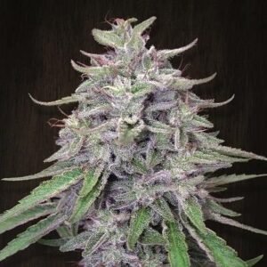 Bangi Haze Regular Seeds - 5