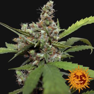 Blue Shark CBD Feminised Seeds - 10