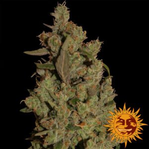 Critical Cure CBD Feminised Seeds - 5