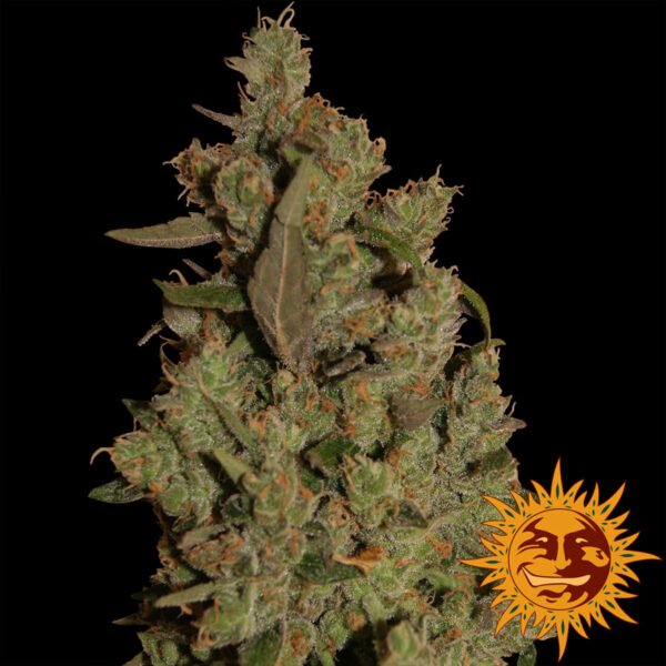 Critical Cure CBD Feminised Seeds - 5