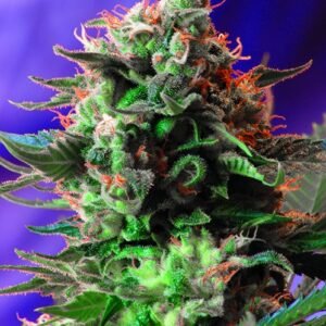 Jack 47 F1 FAST Version Feminised Seeds - 3