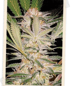 S.A.D. F1 FAST Version Feminised Seeds - 3