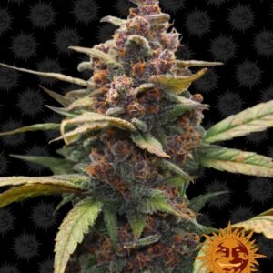 Ayahuasca Purple Feminised Seeds - 3