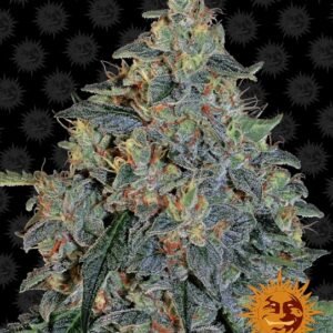 Blueberry OG Feminised Seeds - 5