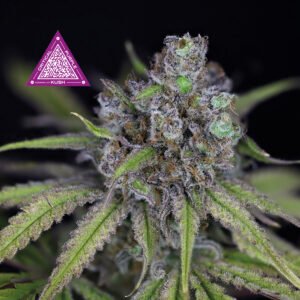 Critical Purple Kush Feminised Seeds - 3