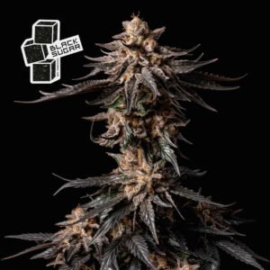 Black Sugar Feminised Seeds - 10