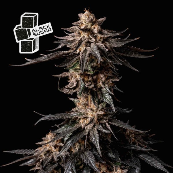 Black Sugar Feminised Seeds - 10